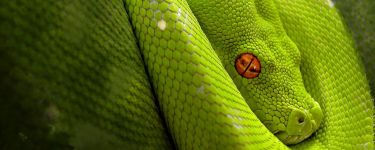 Why Python becomes popular