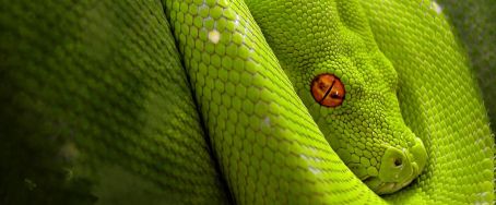 Why Python becomes popular